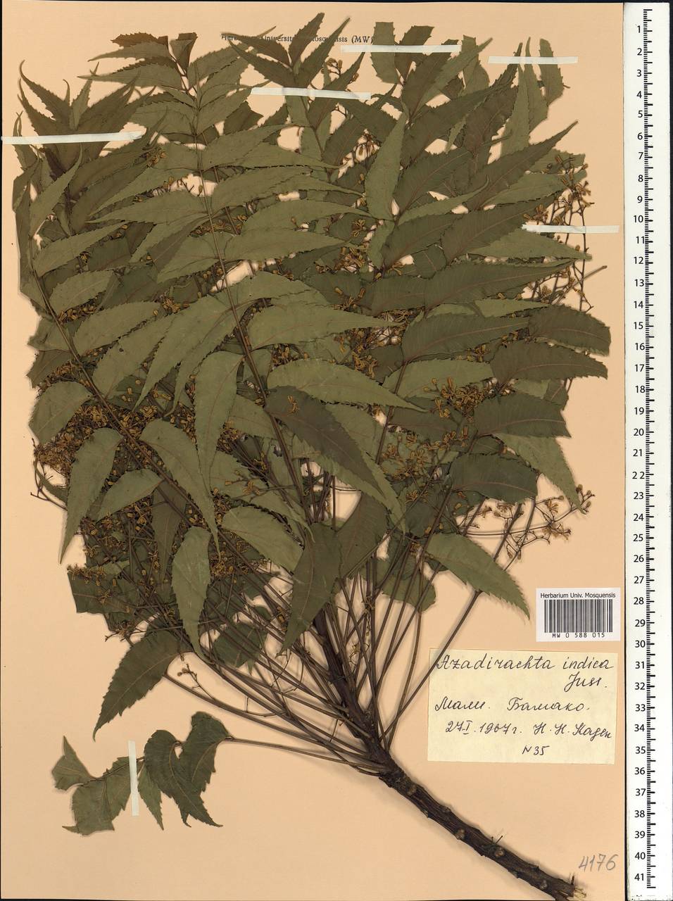 Azadirachta indica A. Juss., Africa (AFR) (Mali)