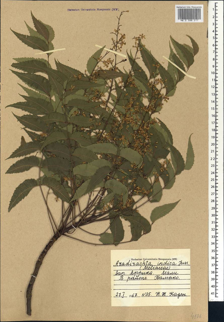 Azadirachta indica A. Juss., Africa (AFR) (Mali)