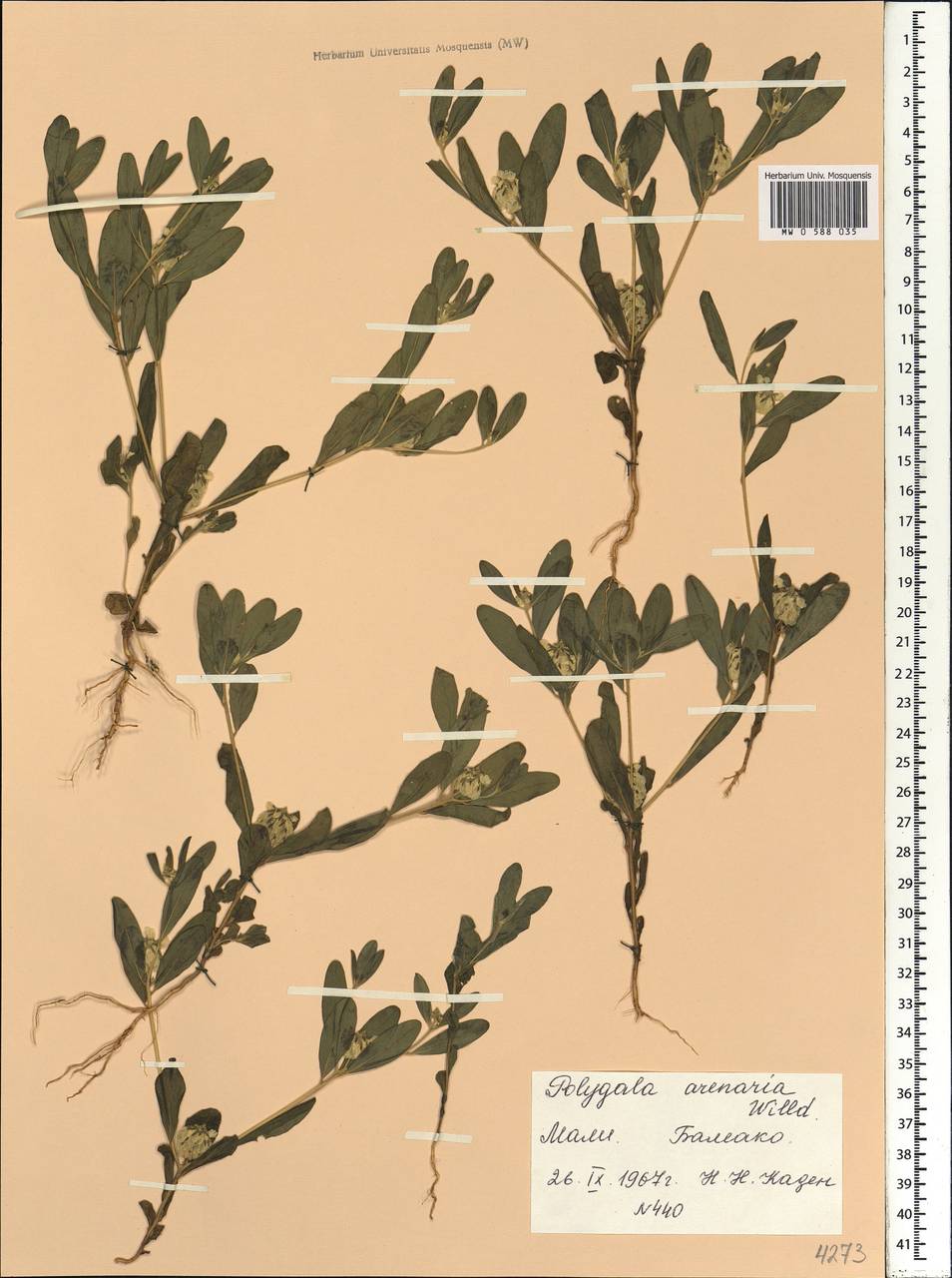 Polygala arenaria Willd., Africa (AFR) (Mali)
