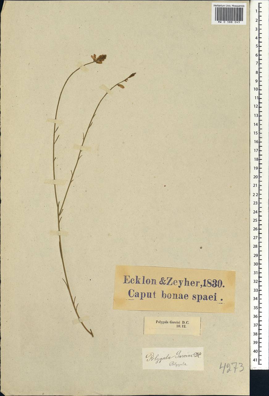 Polygala garcinii DC., Africa (AFR) (South Africa)