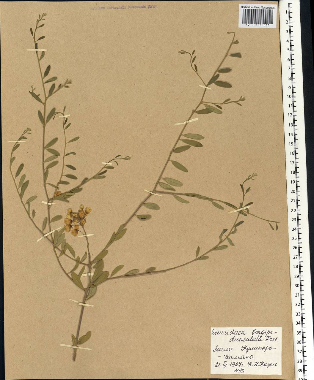 Securidaca longipedunculata Fresen., Africa (AFR) (Mali)