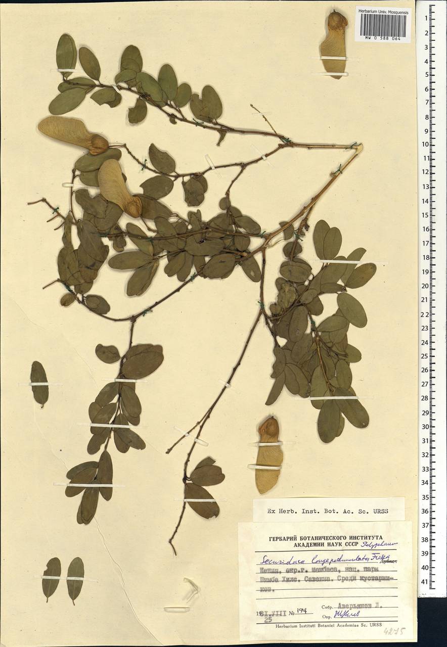 Securidaca longipedunculata Fresen., Africa (AFR) (Kenya)