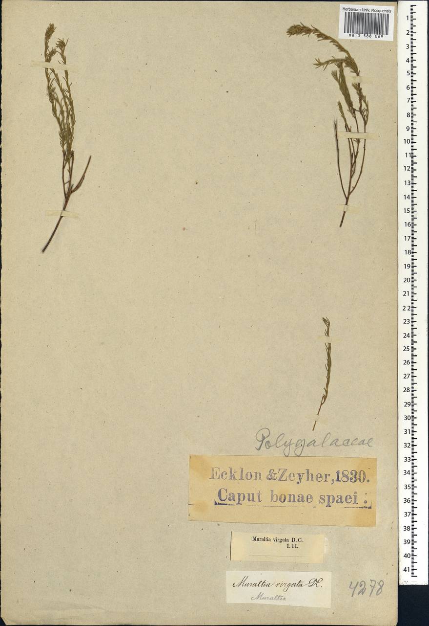 Muraltia ericoides (Burm. fil.) Steud., Africa (AFR) (South Africa)