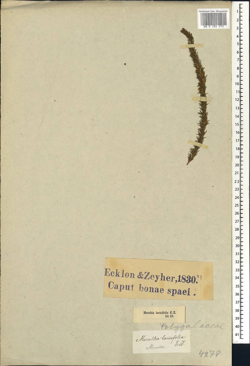 Muraltia macroceras Burch. ex DC., Africa (AFR) (South Africa)