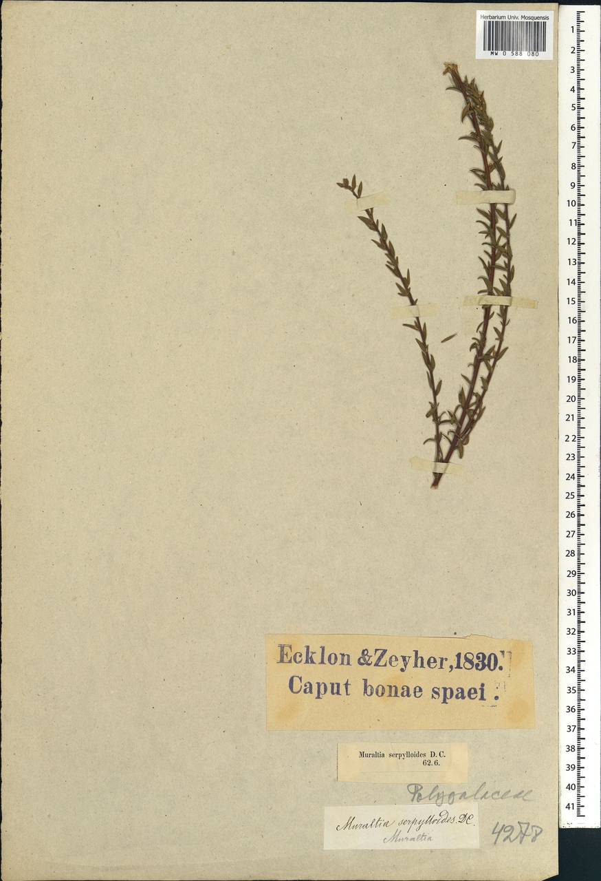 Muraltia serpylloides DC., Africa (AFR) (South Africa)