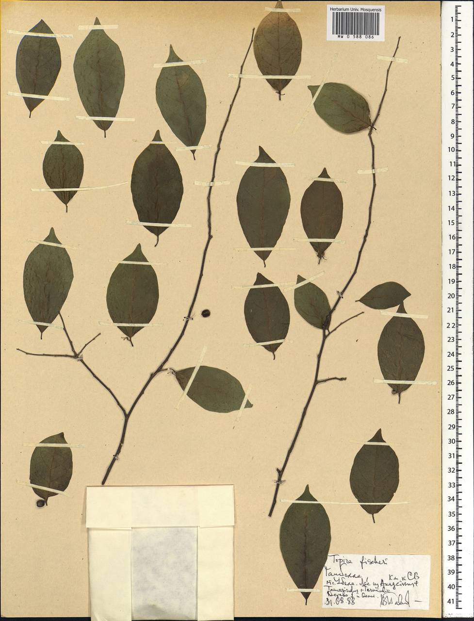 Tapura fischeri Engl., Africa (AFR) (Ethiopia)