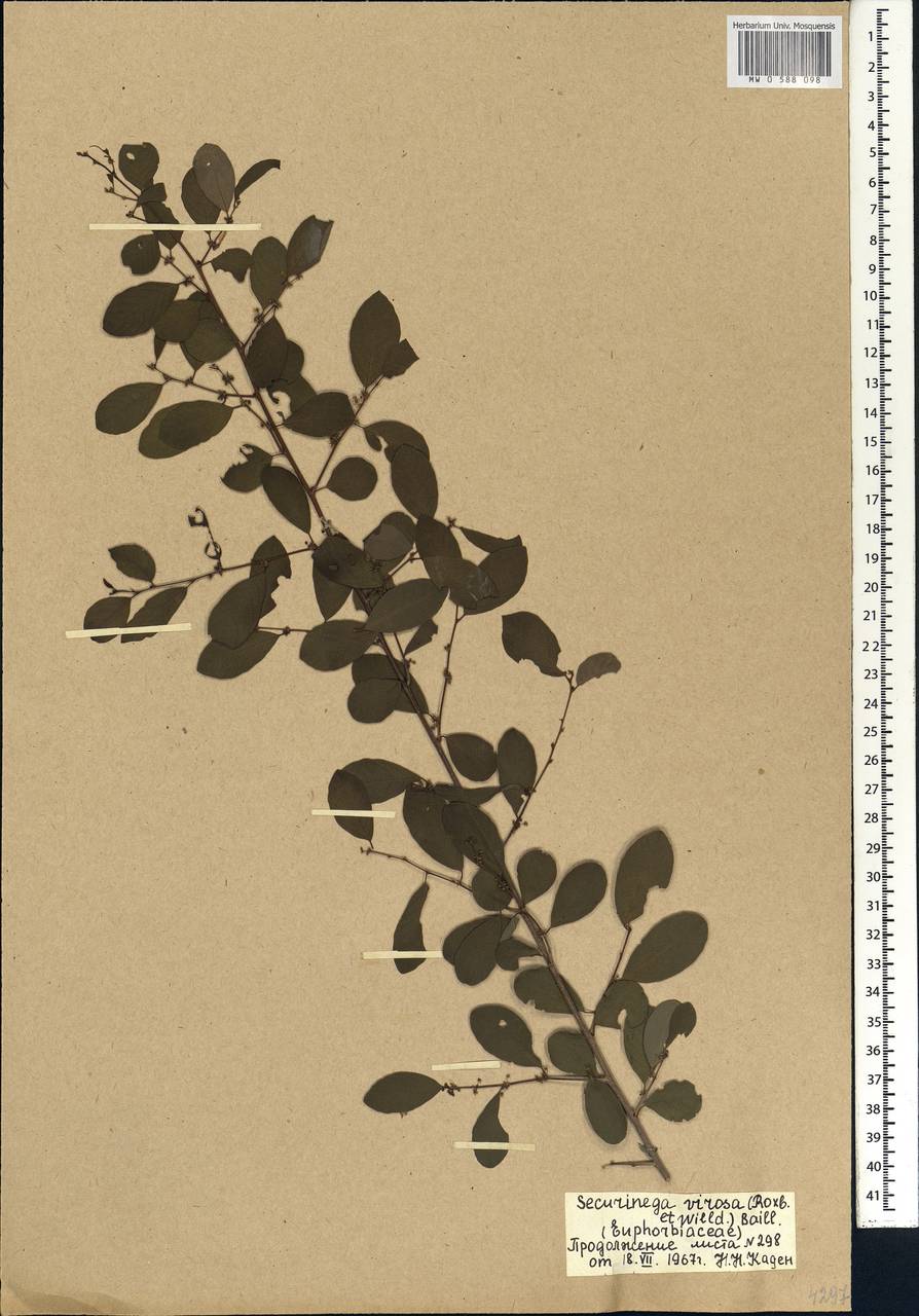 Flueggea virosa (Roxb. ex Willd.) Royle, Africa (AFR) (Mali)