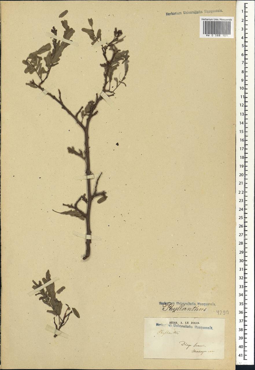 Phyllanthus, Africa (AFR) (Madagascar)