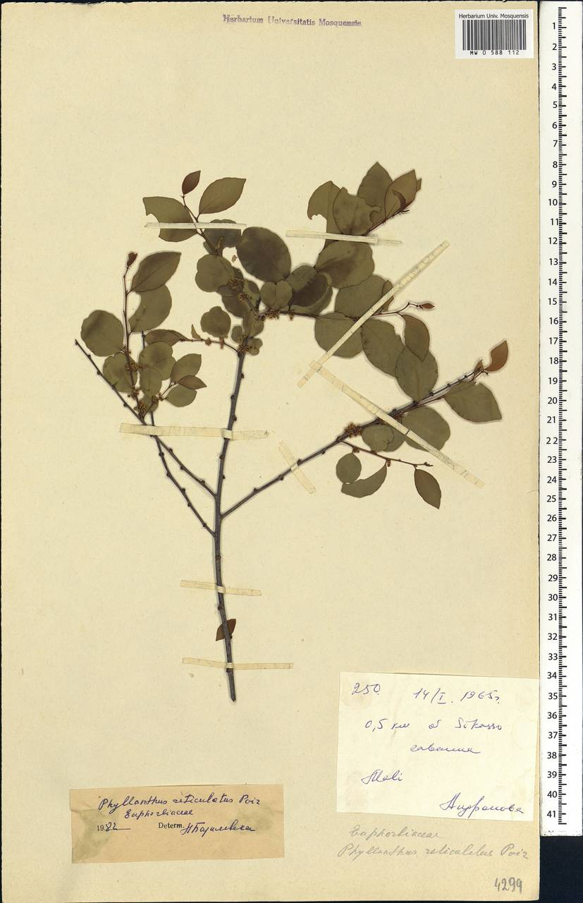Phyllanthus reticulatus Poir., Africa (AFR) (Mali)