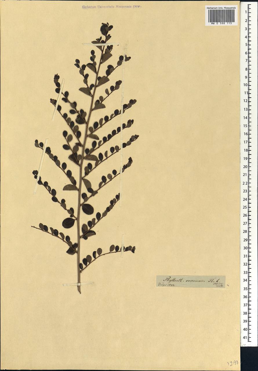 Flueggea verrucosa (Thunb.) G.L.Webster, Africa (AFR) (South Africa)