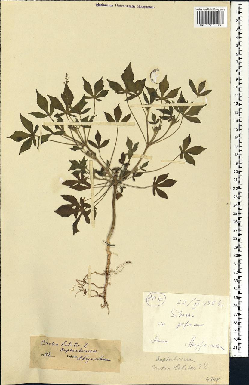 Astraea lobata (L.) Klotzsch, Africa (AFR) (Mali)