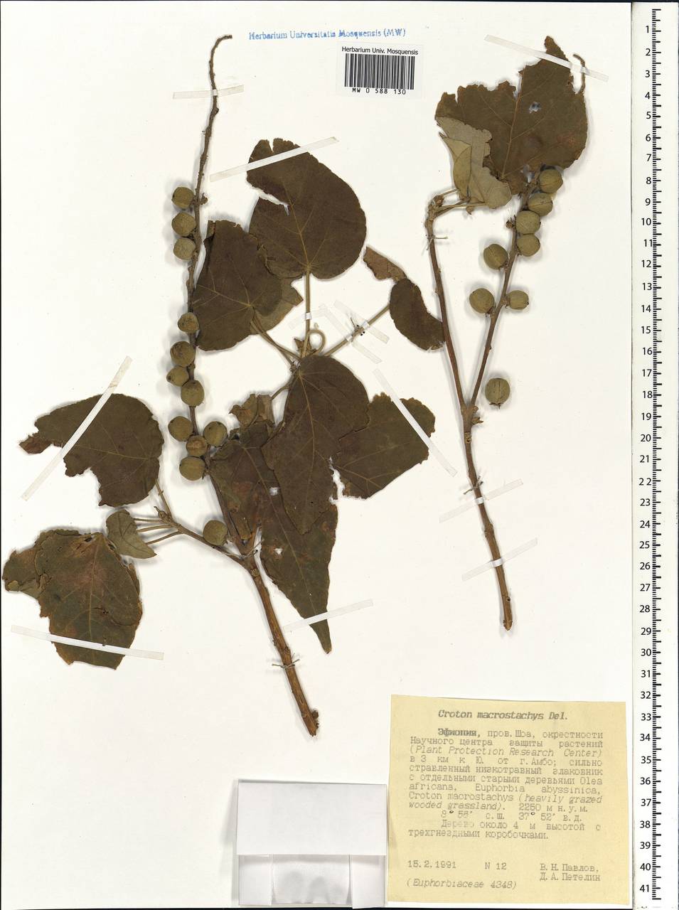 Croton macrostachyus Hochst. ex Delile, Africa (AFR) (Ethiopia)