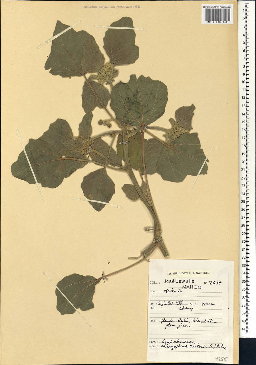 Chrozophora tinctoria (L.) A.Juss., Africa (AFR) (Morocco)