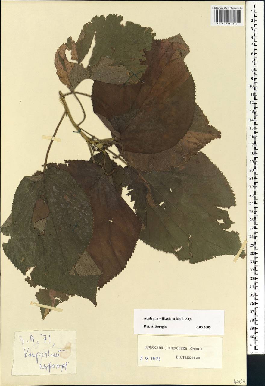 Acalypha wilkesiana Müll.Arg., Africa (AFR) (Egypt)