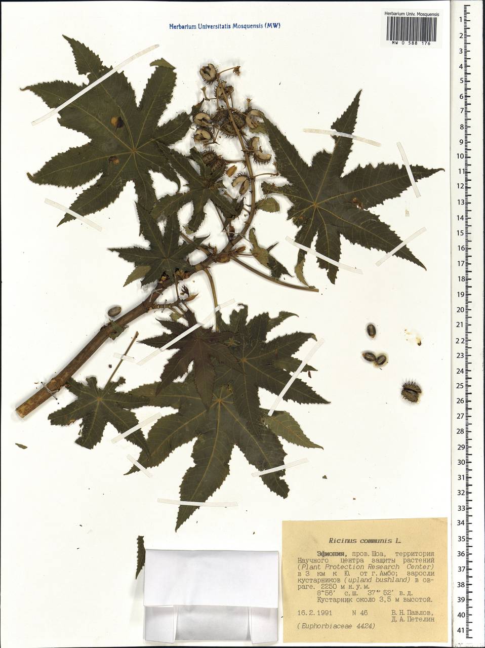 Ricinus communis L., Africa (AFR) (Ethiopia)