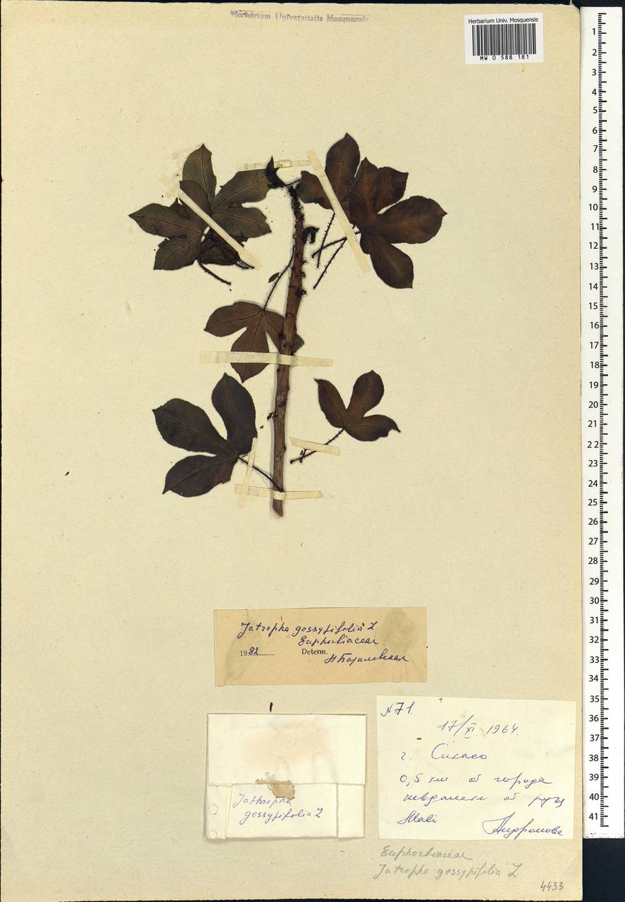 Jatropha gossypiifolia L., Africa (AFR) (Mali)