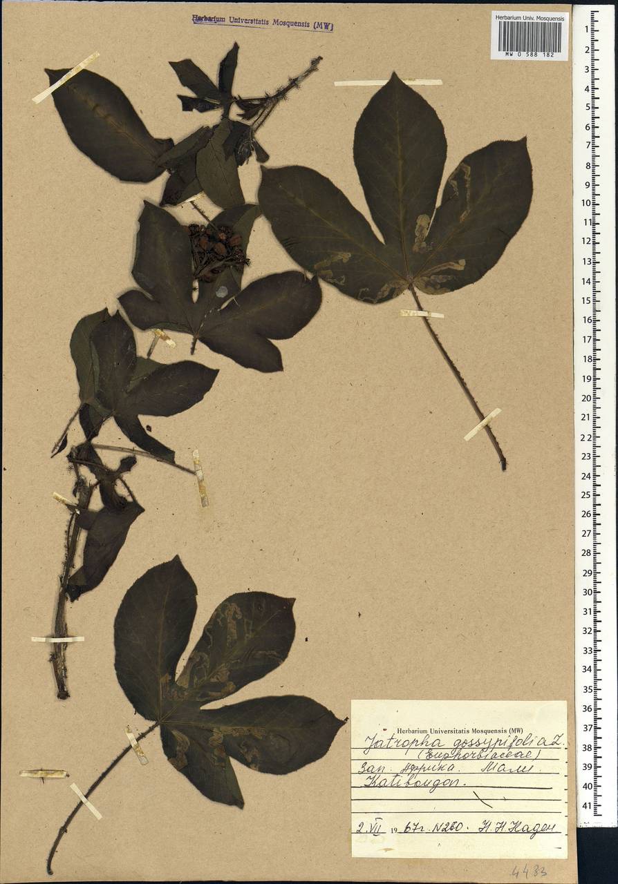Jatropha gossypiifolia L., Africa (AFR) (Mali)