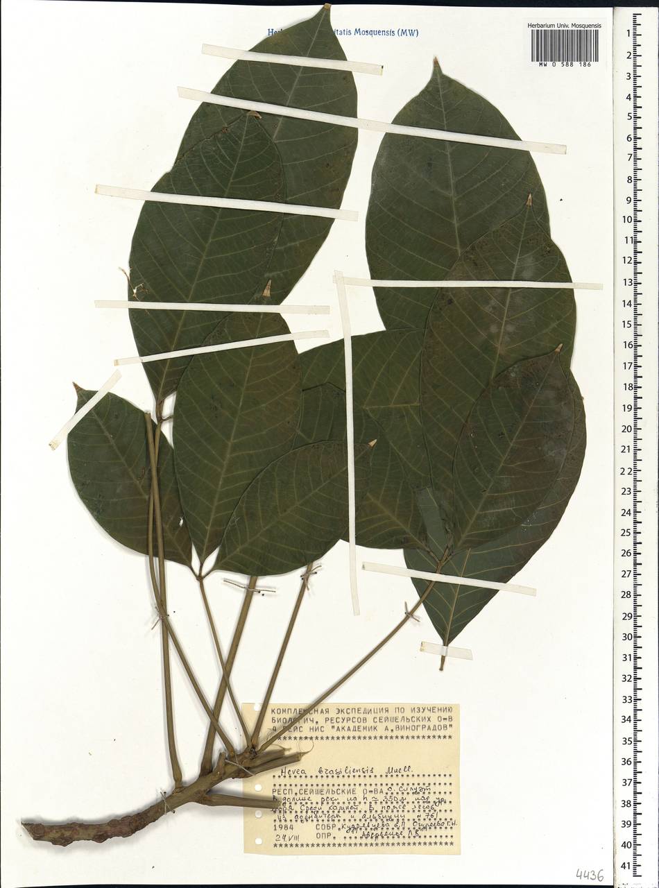 Hevea brasiliensis (Willd. ex A.Juss.) Müll.Arg., Africa (AFR) (Seychelles)