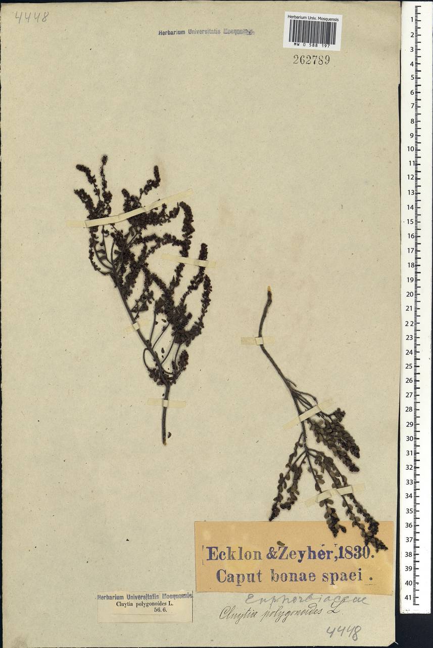 Clutia polygonoides L., Africa (AFR) (South Africa)