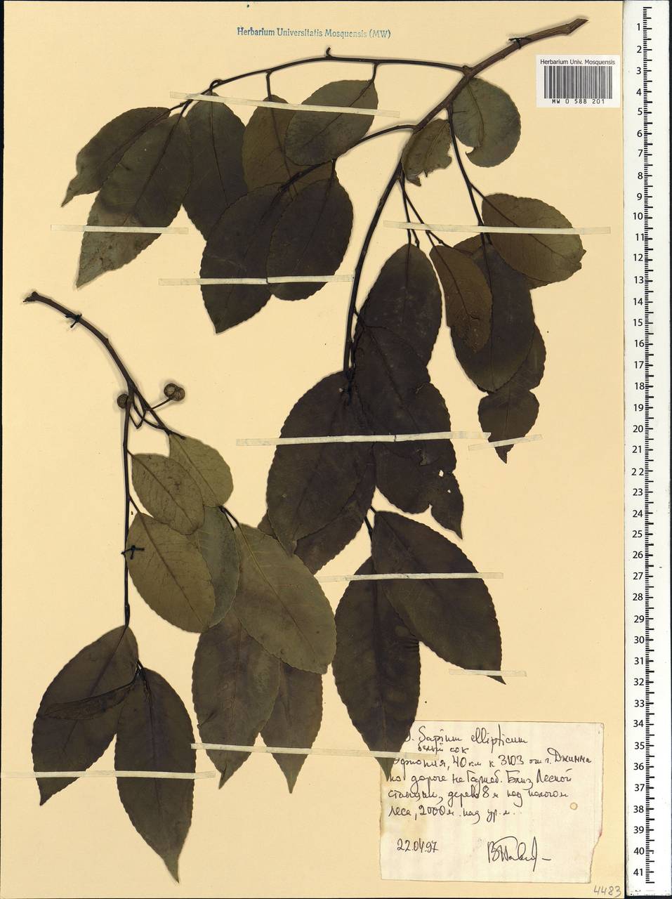 Shirakiopsis elliptica (Hochst.) Esser, Africa (AFR) (Ethiopia)