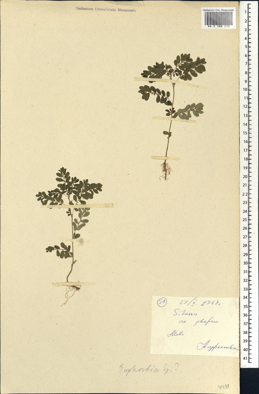 Euphorbia, Africa (AFR) (Mali)
