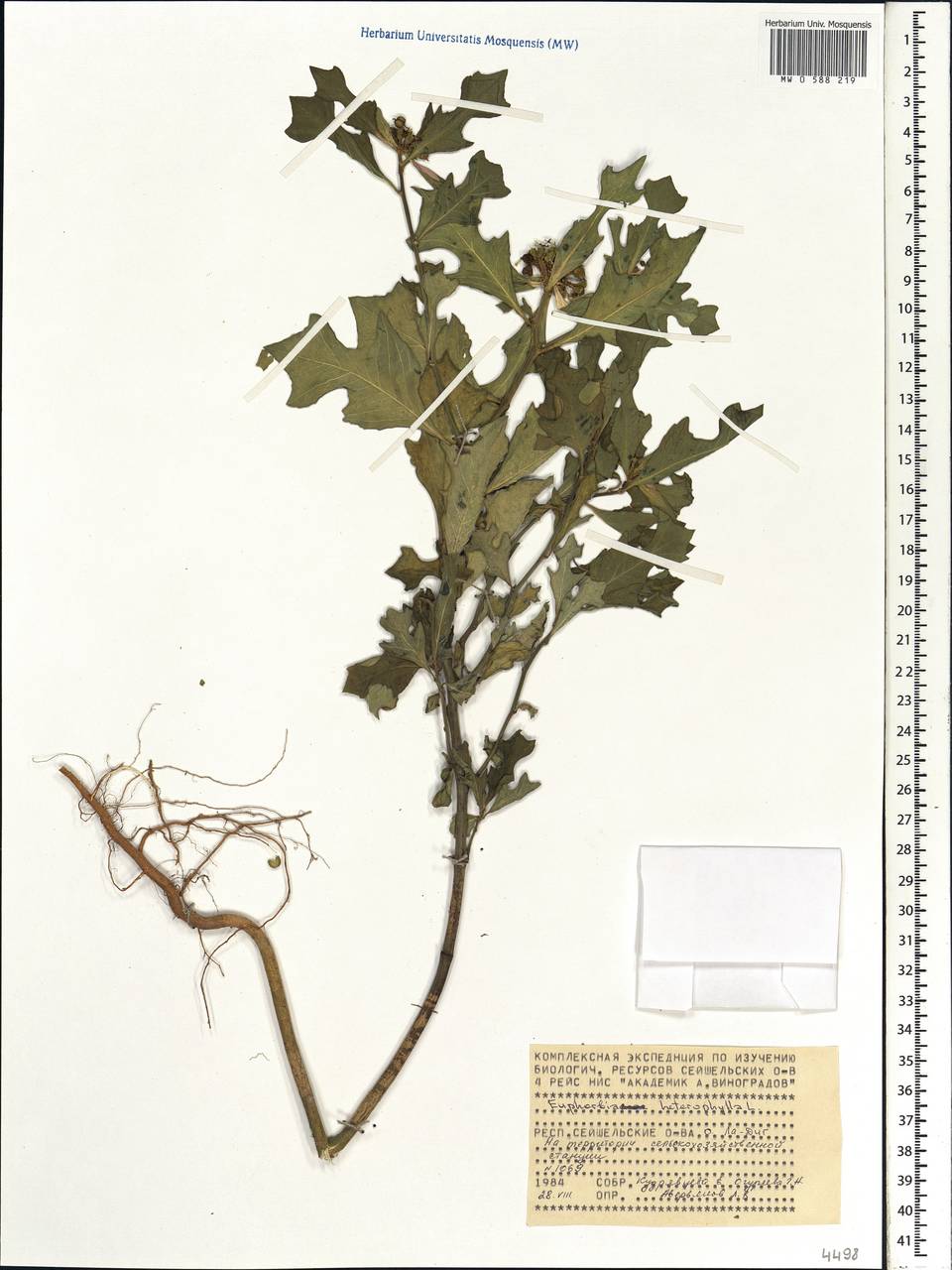 Euphorbia heterophylla L., Africa (AFR) (Seychelles)