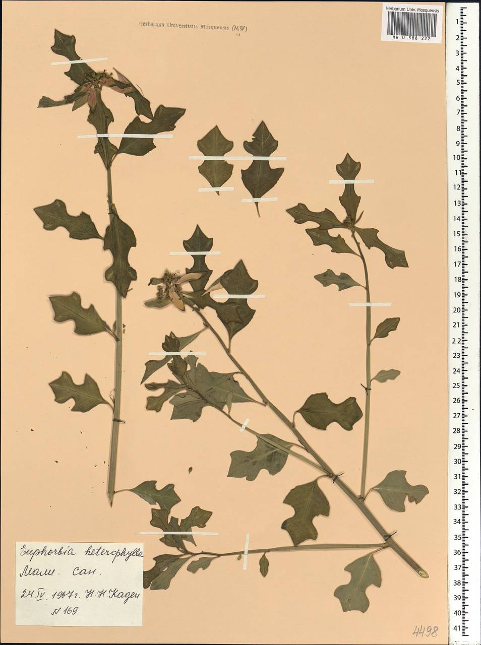 Euphorbia heterophylla L., Africa (AFR) (Mali)