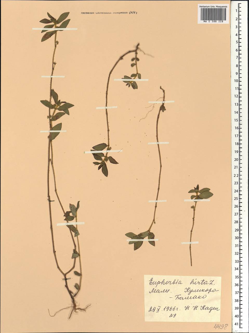 Euphorbia hirta L., Africa (AFR) (Mali)