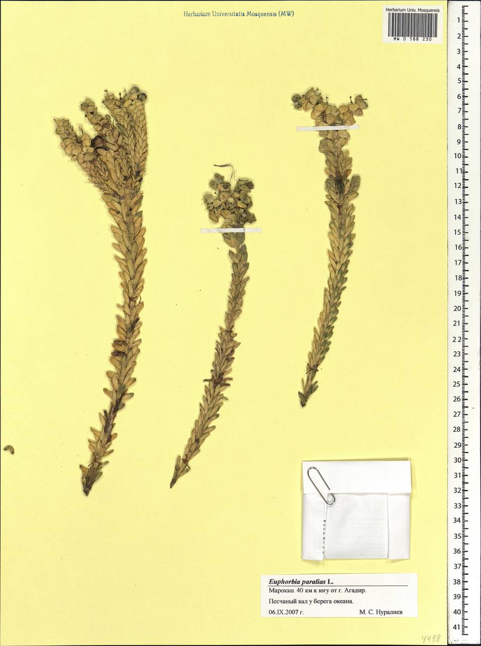 Euphorbia paralias L., Africa (AFR) (Morocco)