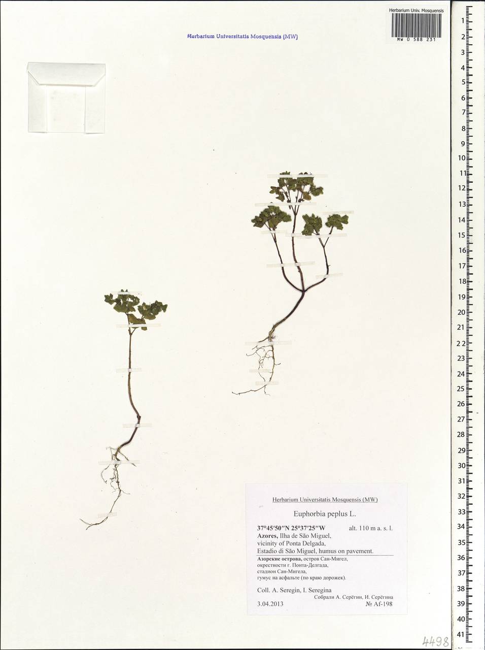 Euphorbia peplus L., Africa (AFR) (Portugal)
