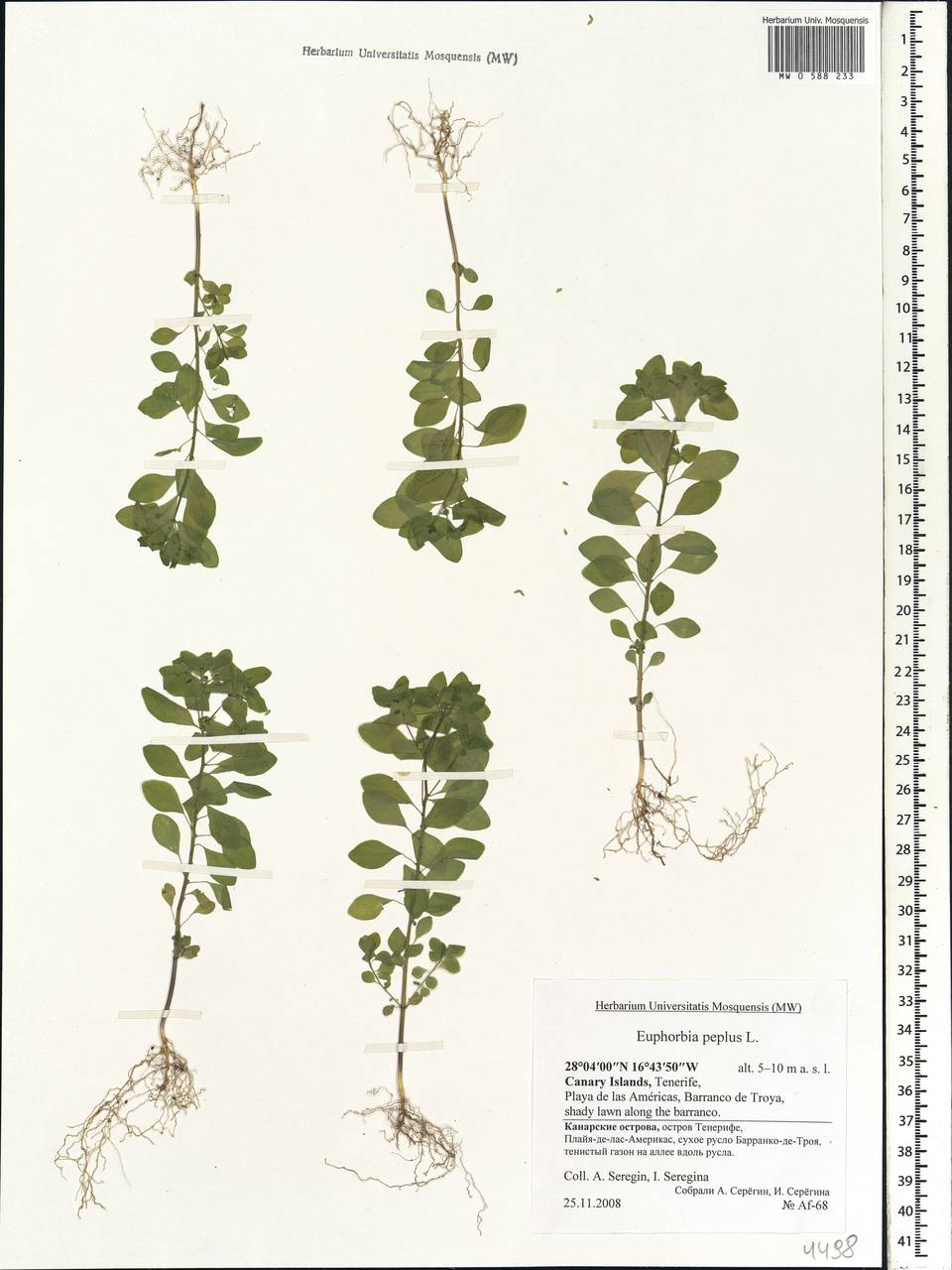 Euphorbia peplus L., Africa (AFR) (Spain)