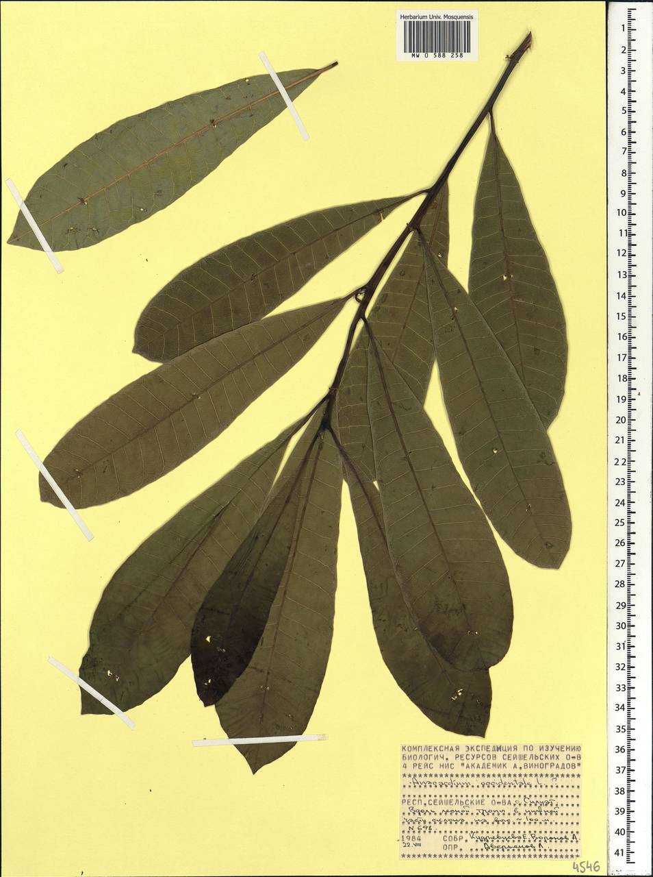 Anacardium occidentale L., Africa (AFR) (Seychelles)