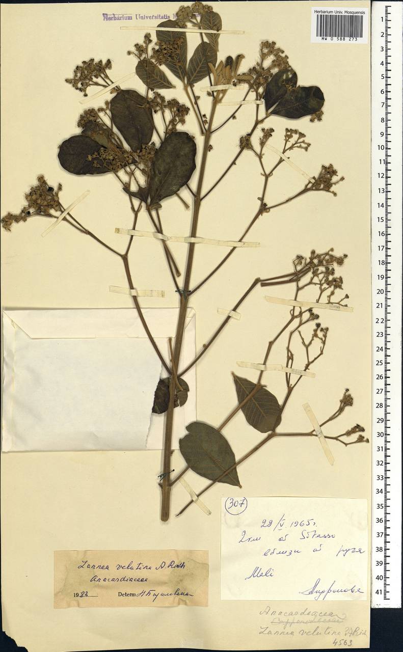 Lannea velutina A. Rich., Africa (AFR) (Mali)
