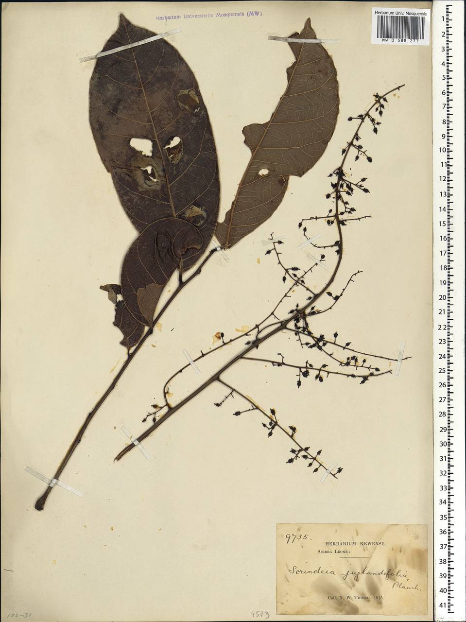 Sorindeia juglandifolia (A. Rich.) Planch. ex Oliv., Africa (AFR) (Sierra Leone)