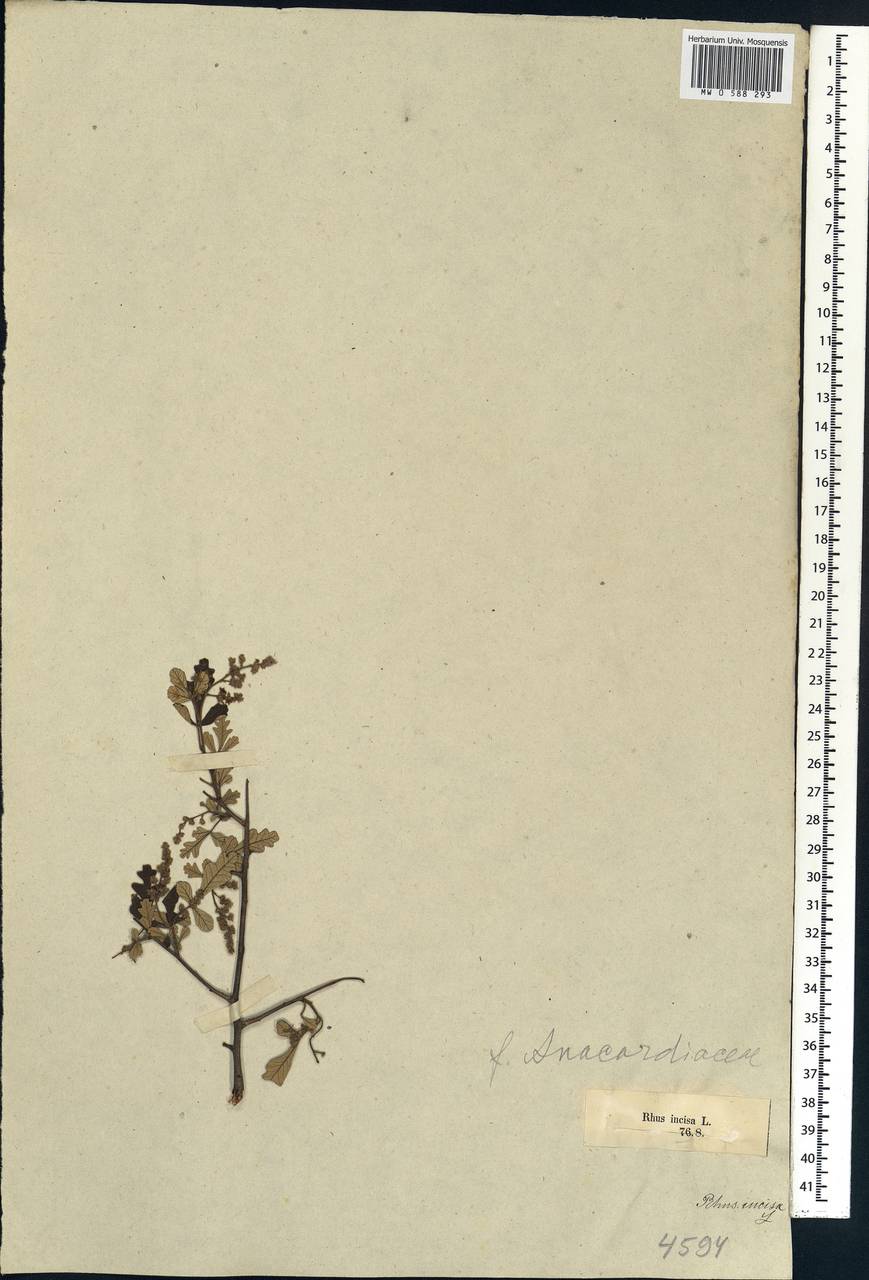 Searsia incisa (L. fil.) F. A. Barkley, Africa (AFR) (South Africa)