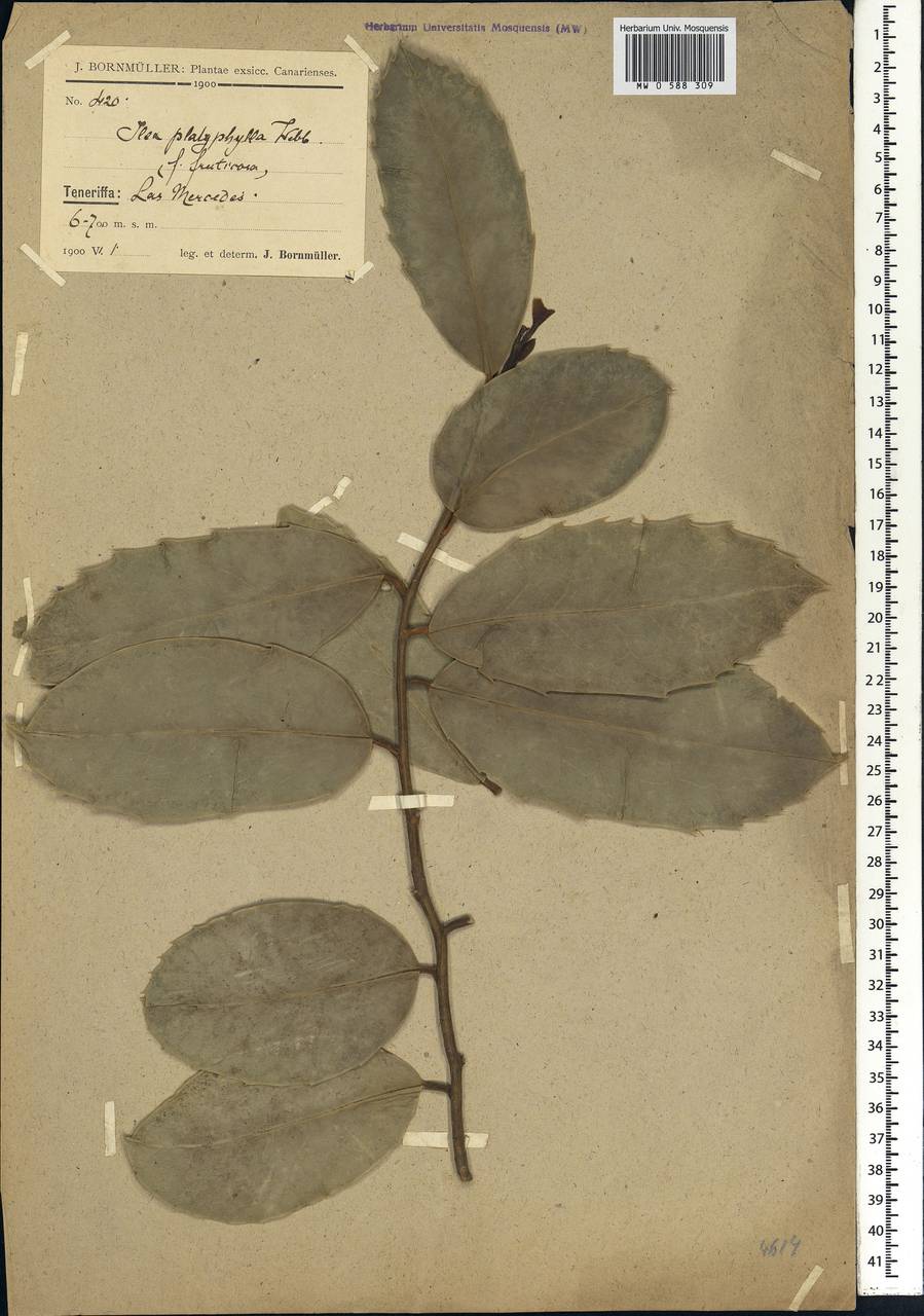 Ilex perado subsp. platyphylla (Webb. & Berth.) Rivas-Martinez et al., Africa (AFR) (Spain)