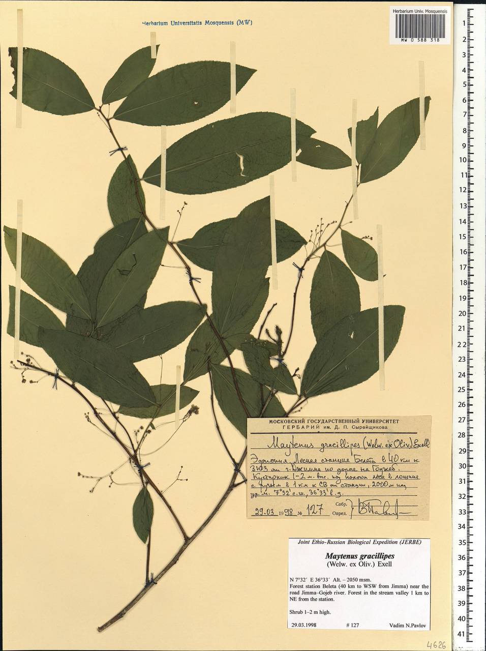 Gymnosporia gracilipes, Africa (AFR) (Ethiopia)
