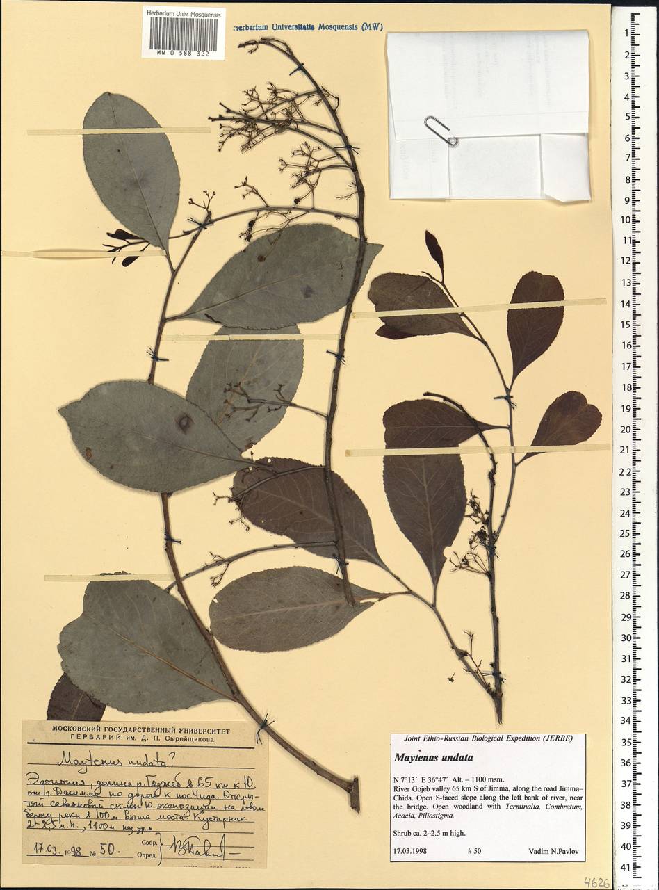 Gymnosporia undata (Thunb.) Szyszyl., Africa (AFR) (Ethiopia)