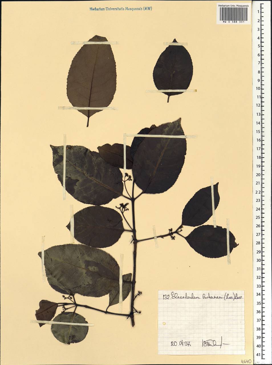 Elaeodendron buchananii (Loes.) Loes., Africa (AFR) (Ethiopia)