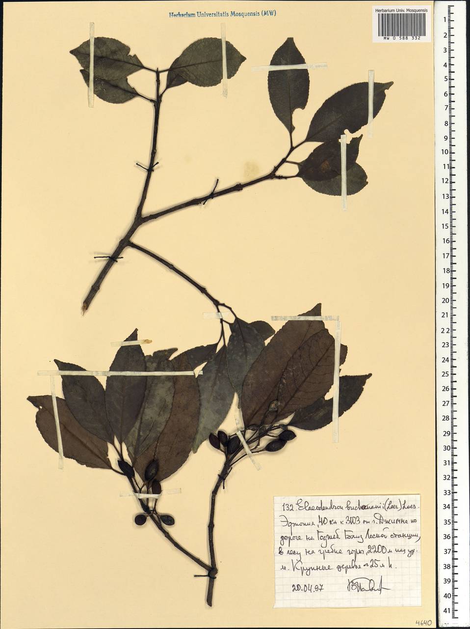 Elaeodendron buchananii (Loes.) Loes., Africa (AFR) (Ethiopia)