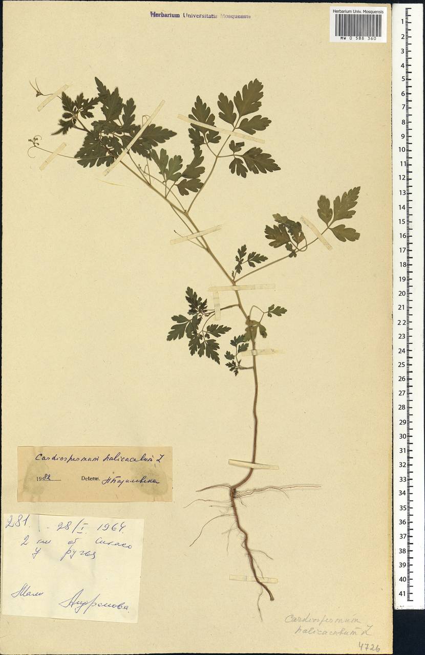 Cardiospermum halicacabum L., Africa (AFR) (Mali)