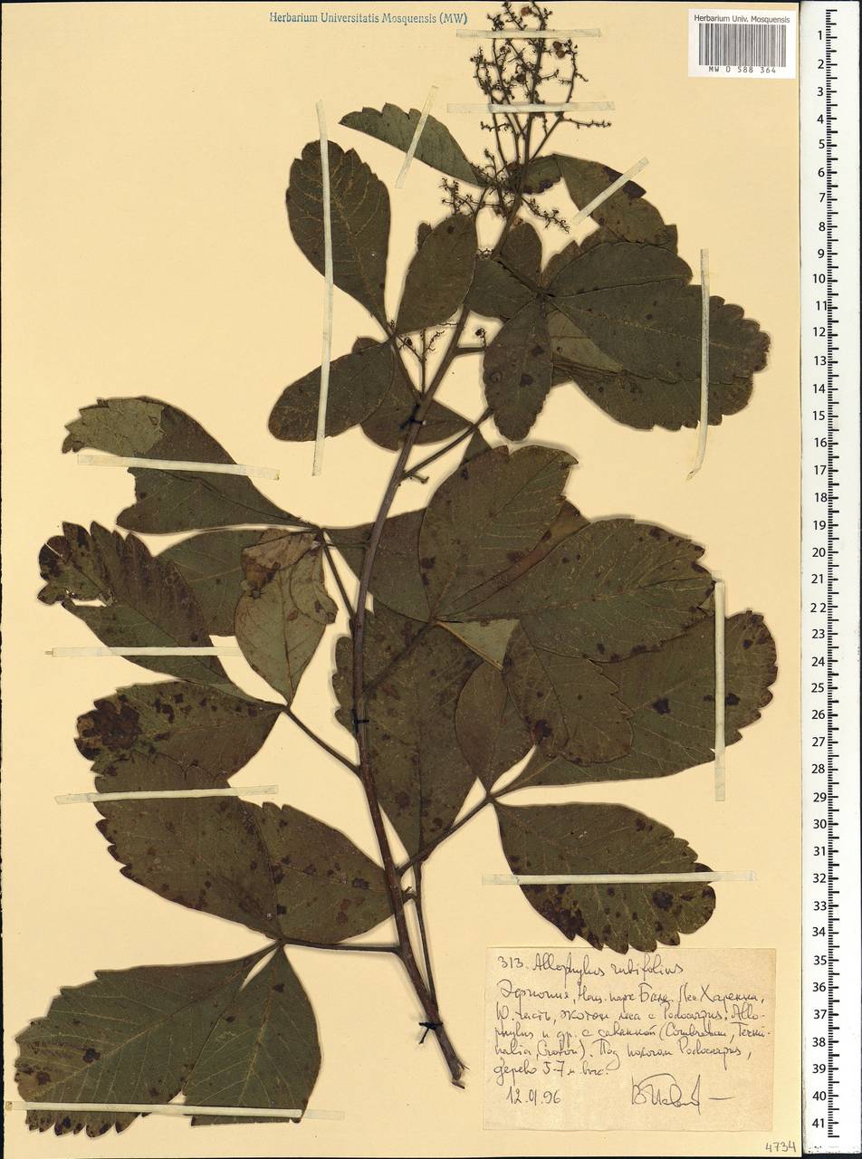 Allophylus rubifolius (Hochst. ex A. Rich.) Engl., Africa (AFR) (Ethiopia)