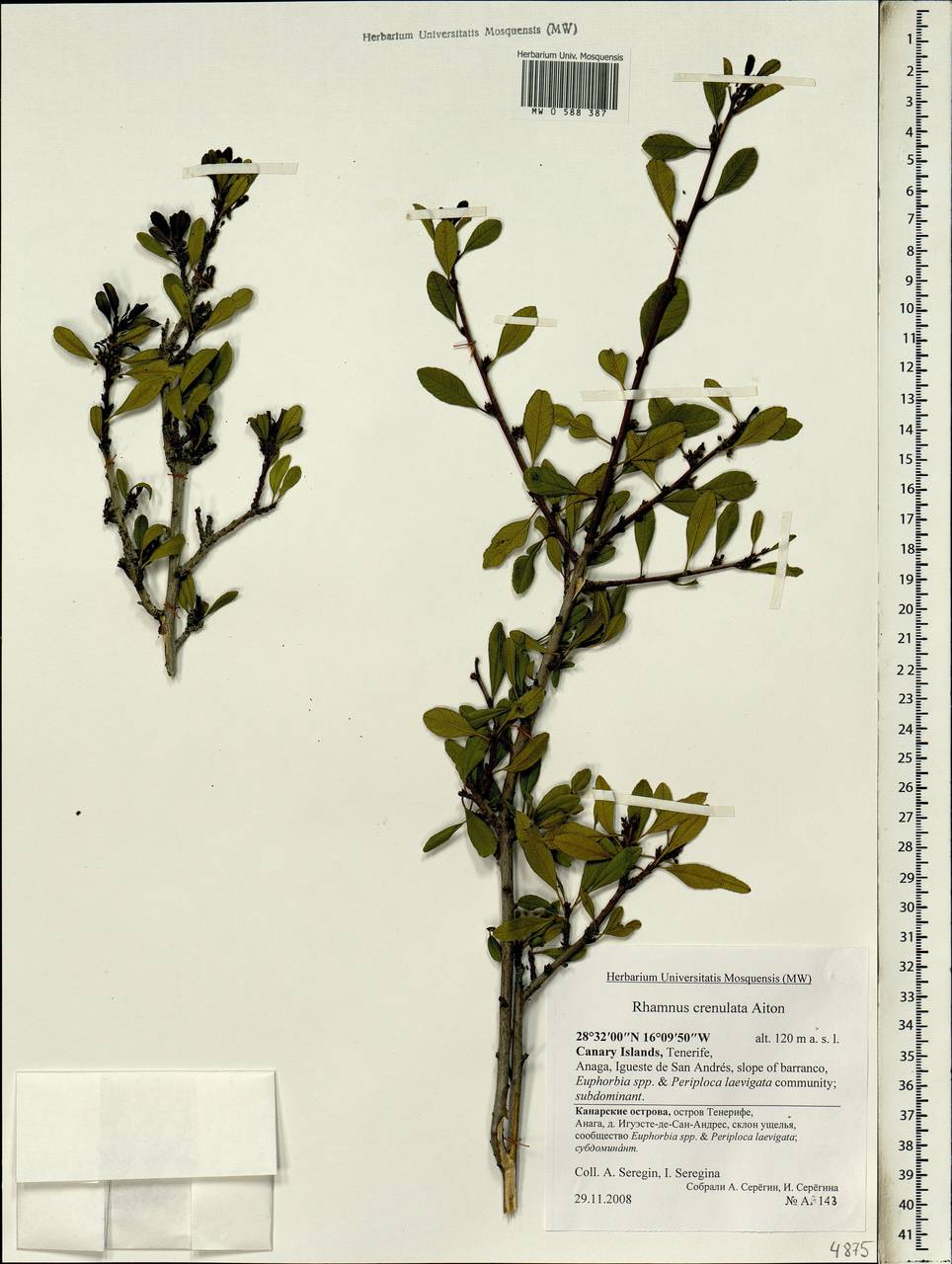 Rhamnus crenulata Ait., Africa (AFR) (Spain)