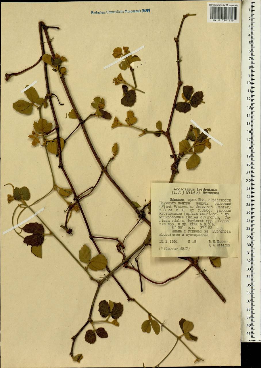 Rhoicissus tridentata (L. fil.) Wild & R. B. Drumm., Africa (AFR) (Ethiopia)