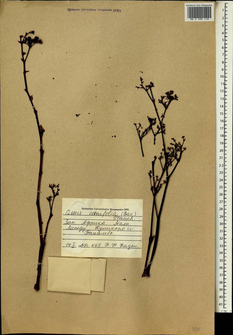 Cissus cornifolia (Baker) Planch., Africa (AFR) (Mali)