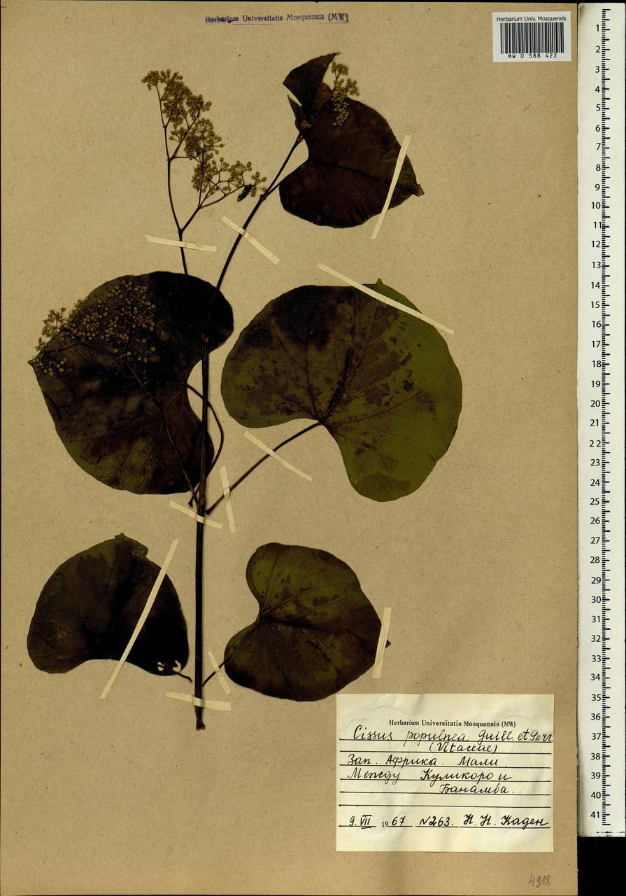 Cissus populnea Guill. & Perr., Africa (AFR) (Mali)