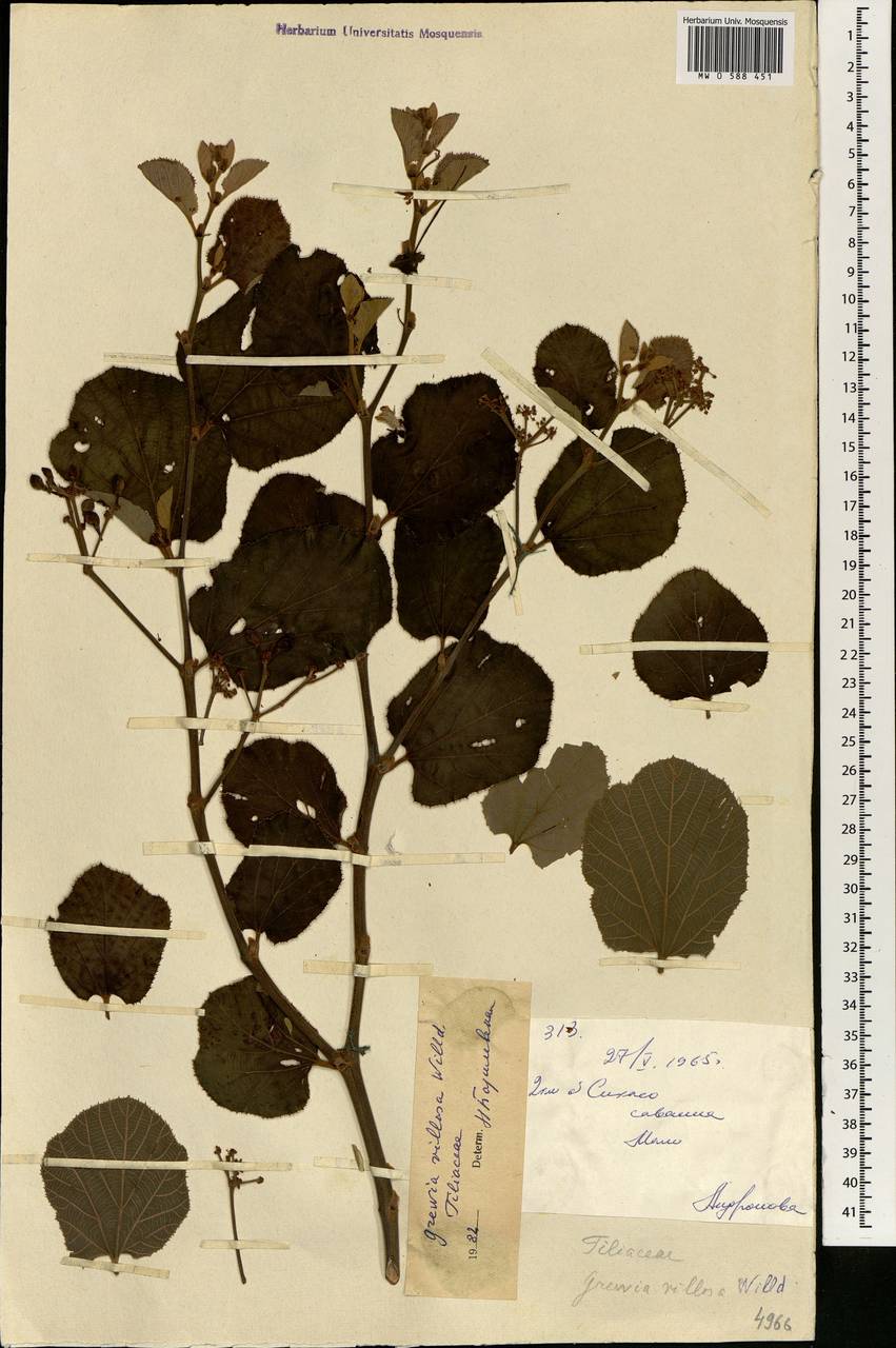 Grewia villosa Willd., Africa (AFR) (Mali)