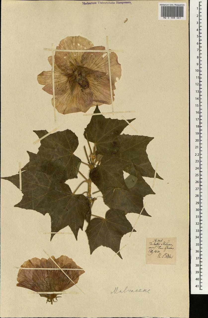 Malvaceae, Africa (AFR) (Portugal)