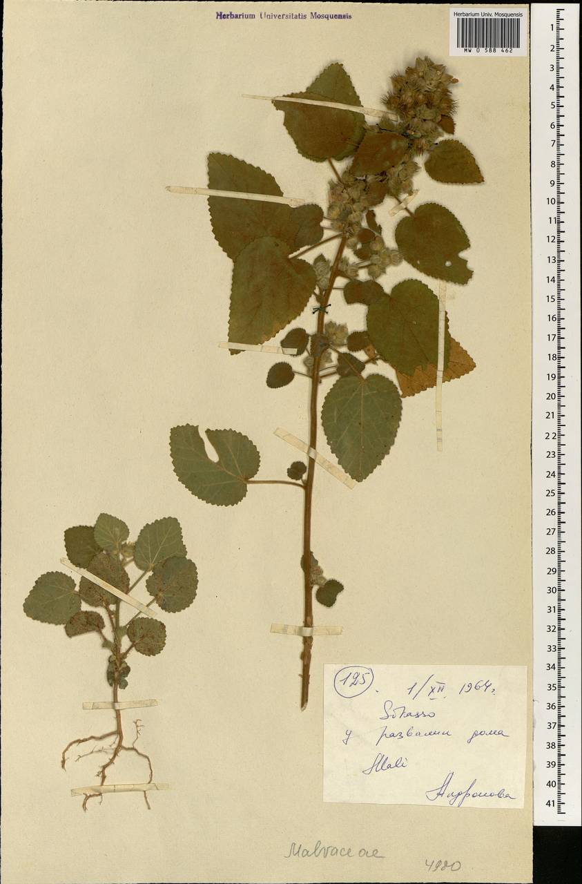 Malvaceae, Africa (AFR) (Mali)