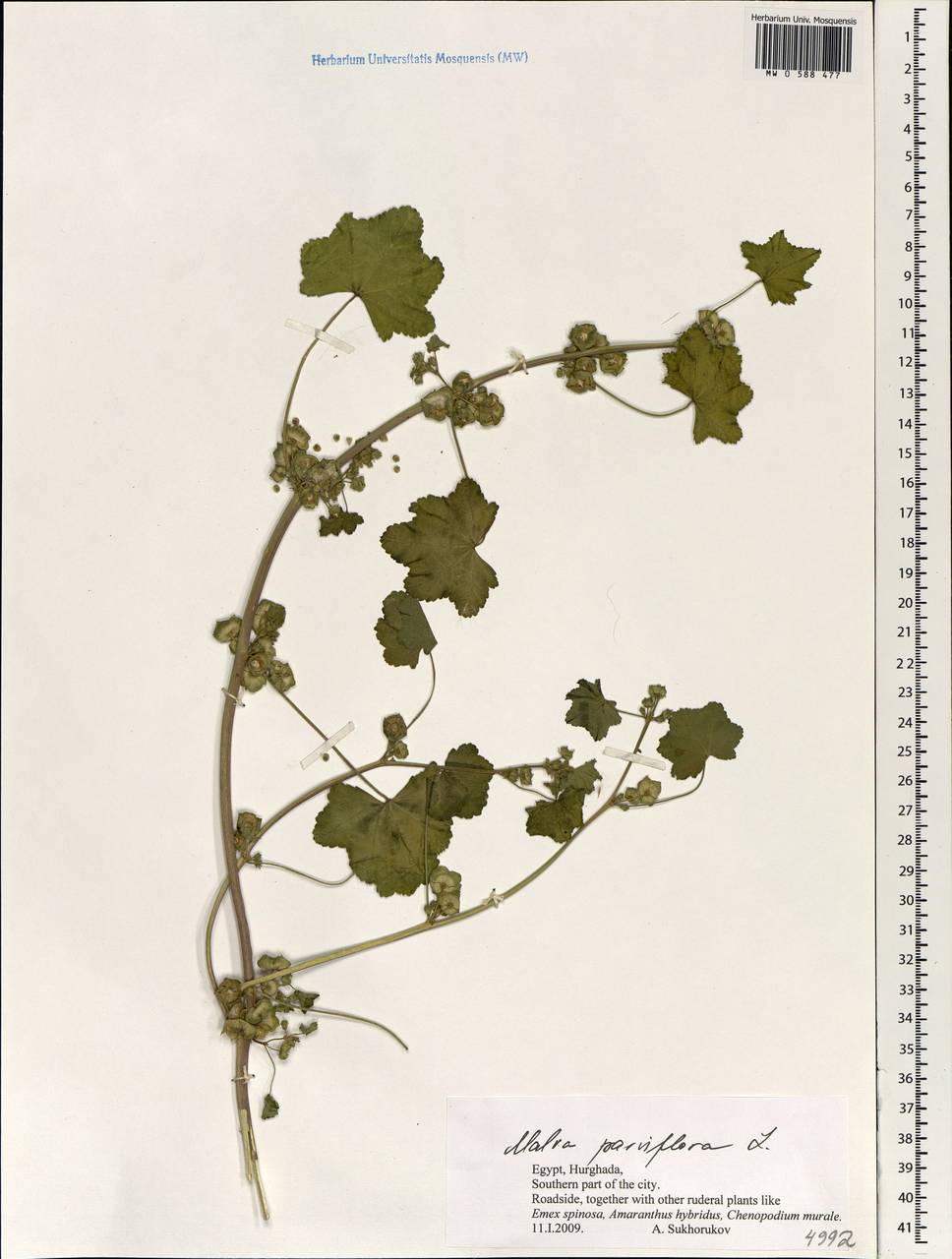 Malva parviflora L., Africa (AFR) (Egypt)